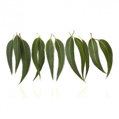 Qualitäts-Aroma Eukalyptus 10ml